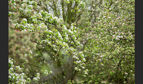 Wilder Birnbaum (Pyrus pyraster)