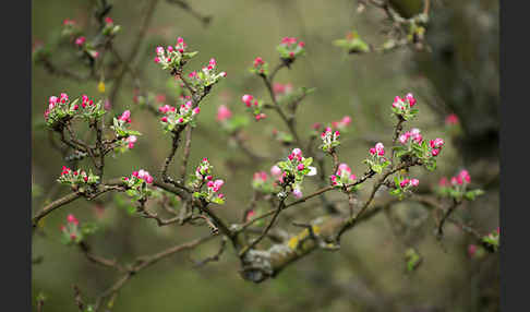 Kultur-Apfel (Malus domestica)