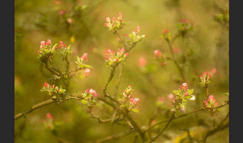 Kultur-Apfel (Malus domestica)