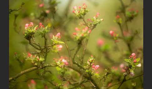 Kultur-Apfel (Malus domestica)