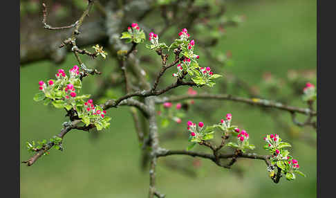 Kultur-Apfel (Malus domestica)