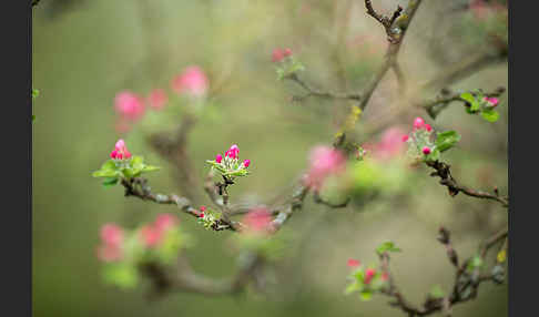 Kultur-Apfel (Malus domestica)