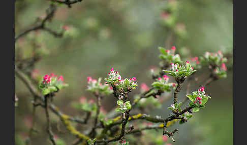 Kultur-Apfel (Malus domestica)