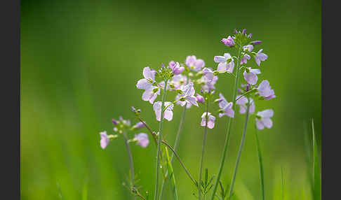 Wiesen-Schaumkraut (Cardamine pratensis)