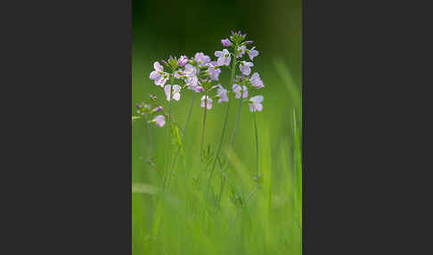 Wiesen-Schaumkraut (Cardamine pratensis)