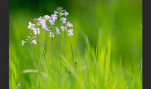 Wiesen-Schaumkraut (Cardamine pratensis)