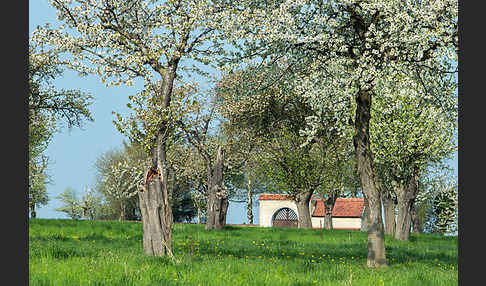 Streuobstwiese (meadow orchard)