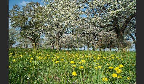 Streuobstwiese (meadow orchard)