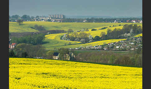 Raps (Brassica napus)