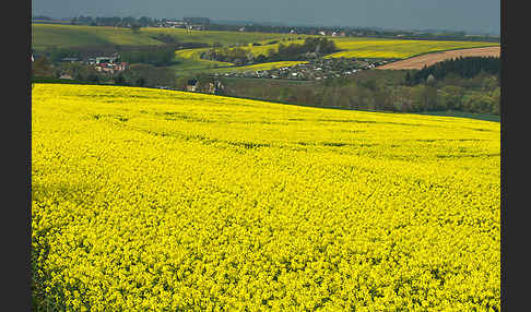 Raps (Brassica napus)