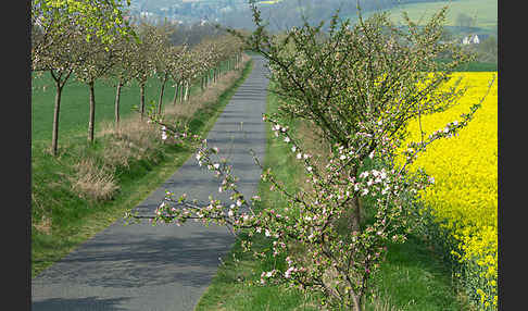 Feldweg (path)