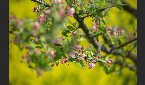 Kultur-Apfel (Malus domestica)