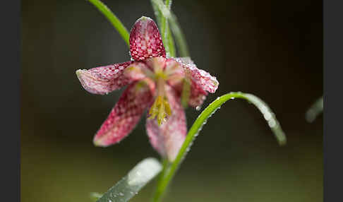 Schachblume (Fritillaria meleagris)