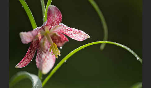 Schachblume (Fritillaria meleagris)