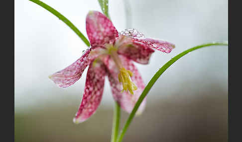 Schachblume (Fritillaria meleagris)