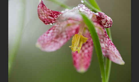 Schachblume (Fritillaria meleagris)