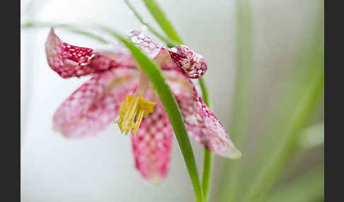 Schachblume (Fritillaria meleagris)