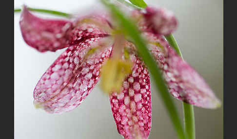 Schachblume (Fritillaria meleagris)