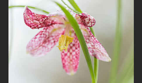 Schachblume (Fritillaria meleagris)