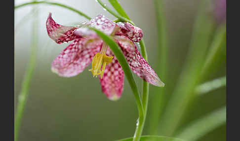 Schachblume (Fritillaria meleagris)