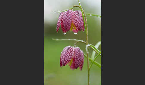 Schachblume (Fritillaria meleagris)