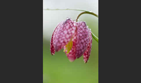 Schachblume (Fritillaria meleagris)