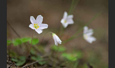 Wald-Sauerklee (Oxalis acetosella)