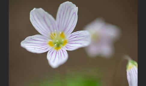 Wald-Sauerklee (Oxalis acetosella)