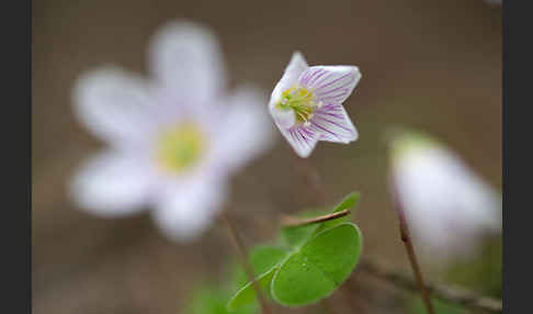 Wald-Sauerklee (Oxalis acetosella)