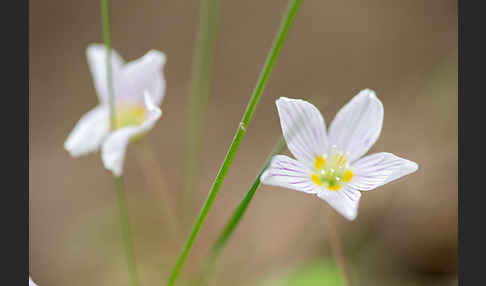 Wald-Sauerklee (Oxalis acetosella)