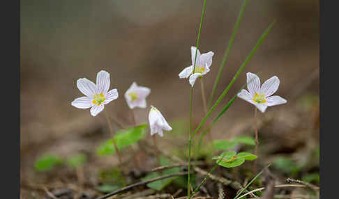 Wald-Sauerklee (Oxalis acetosella)