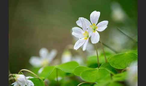 Wald-Sauerklee (Oxalis acetosella)