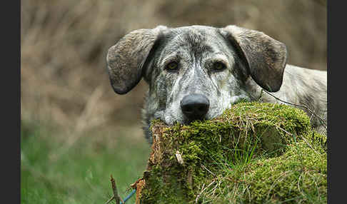 Haushund (Canis lupus familiaris)