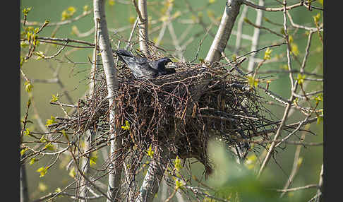 Saatkrähe (Corvus frugilegus)