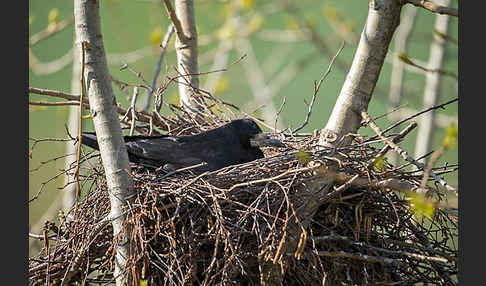 Saatkrähe (Corvus frugilegus)