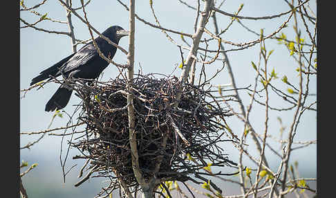 Saatkrähe (Corvus frugilegus)