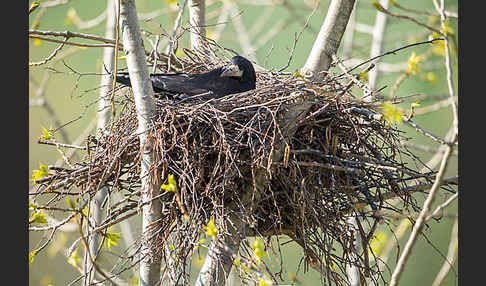 Saatkrähe (Corvus frugilegus)