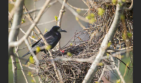 Saatkrähe (Corvus frugilegus)