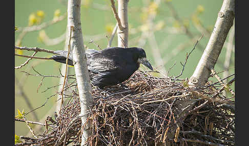 Saatkrähe (Corvus frugilegus)