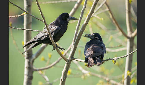 Saatkrähe (Corvus frugilegus)