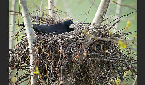 Saatkrähe (Corvus frugilegus)