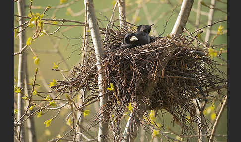 Saatkrähe (Corvus frugilegus)