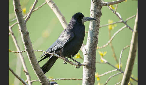 Saatkrähe (Corvus frugilegus)