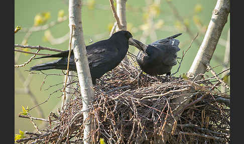 Saatkrähe (Corvus frugilegus)