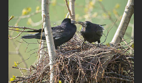 Saatkrähe (Corvus frugilegus)