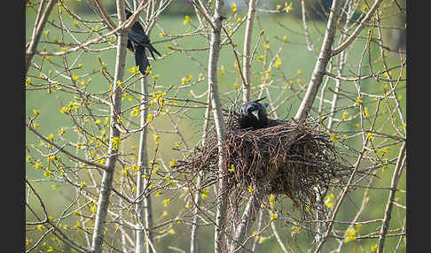 Saatkrähe (Corvus frugilegus)