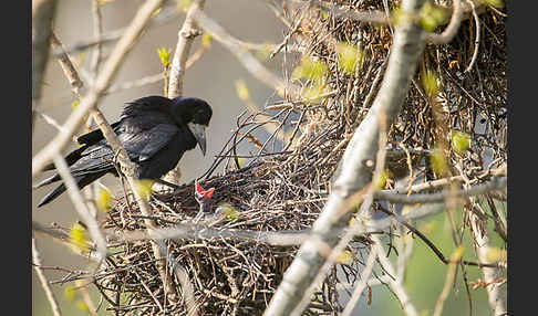 Saatkrähe (Corvus frugilegus)