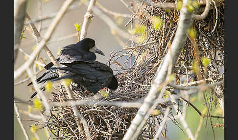 Saatkrähe (Corvus frugilegus)