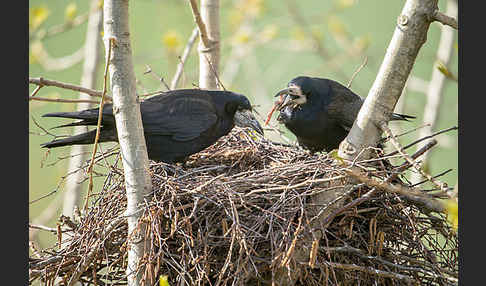 Saatkrähe (Corvus frugilegus)