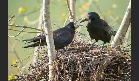 Saatkrähe (Corvus frugilegus)